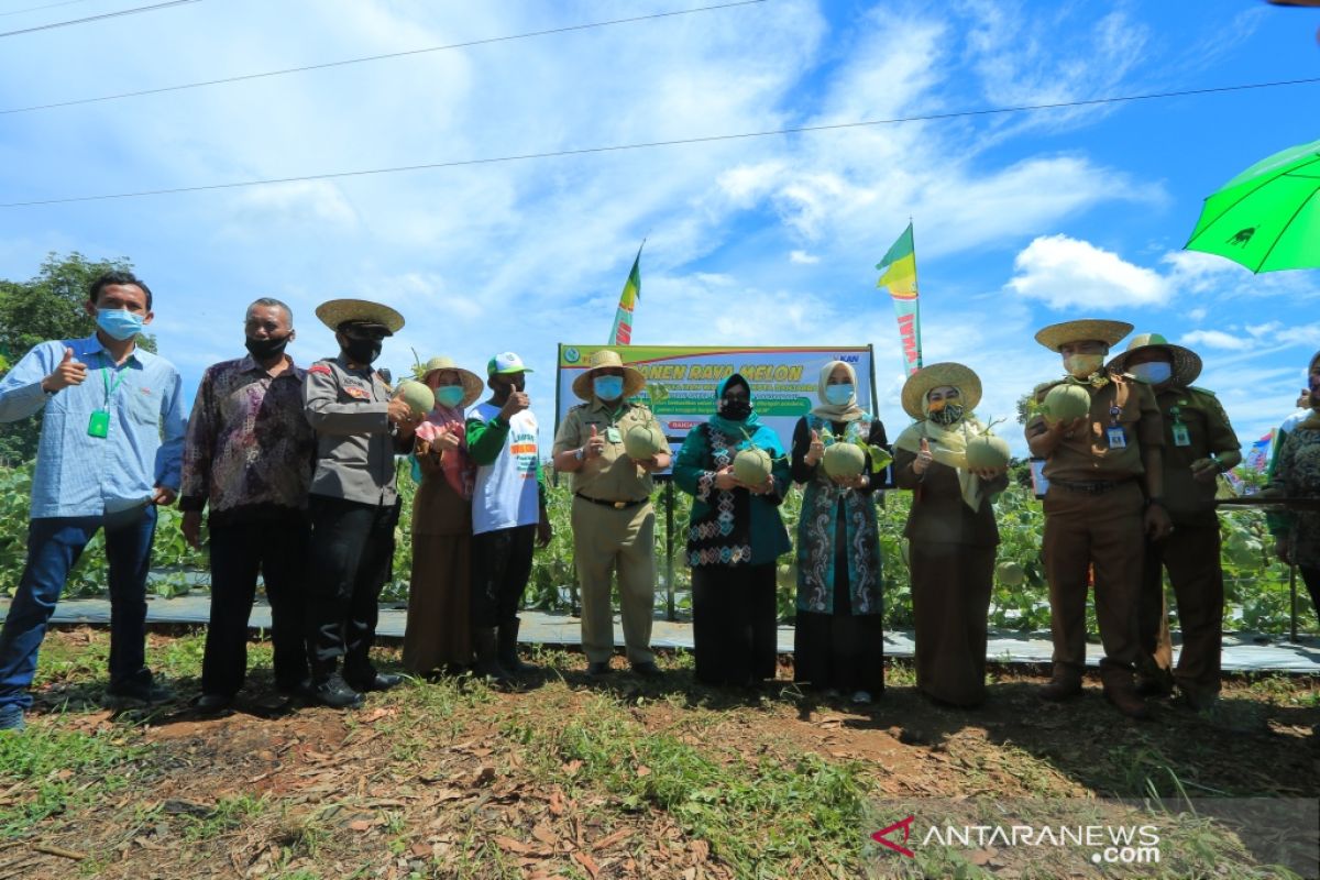 Wali Kota ingin Banjarbaru jadi sentra buah Melon berkualitas