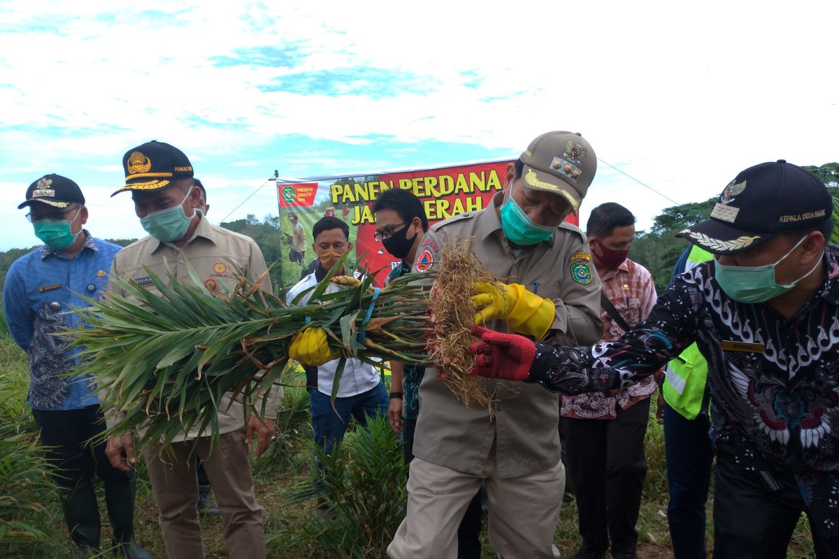 Warga Desa Bagak manfaatkan lahan kosong perusahaan untuk budidaya jahe merah