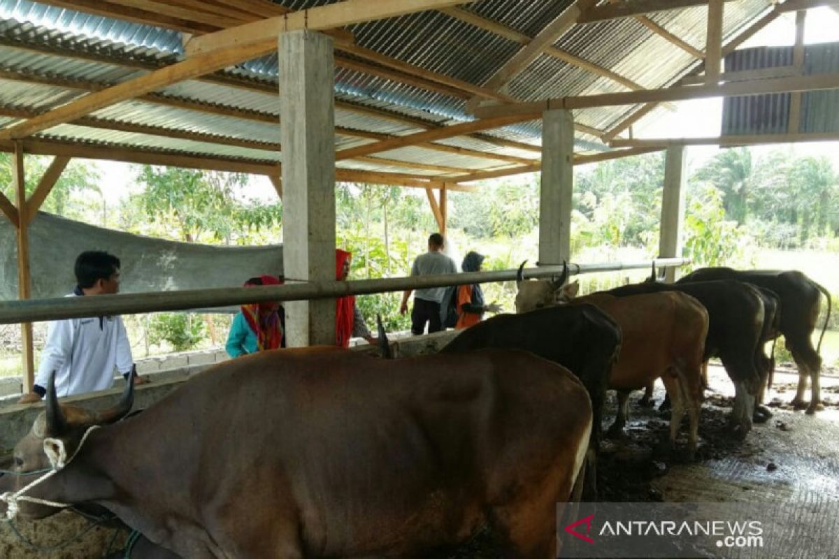 Sapi yang mati akibat penyakit jembrana di Mukomuko turun