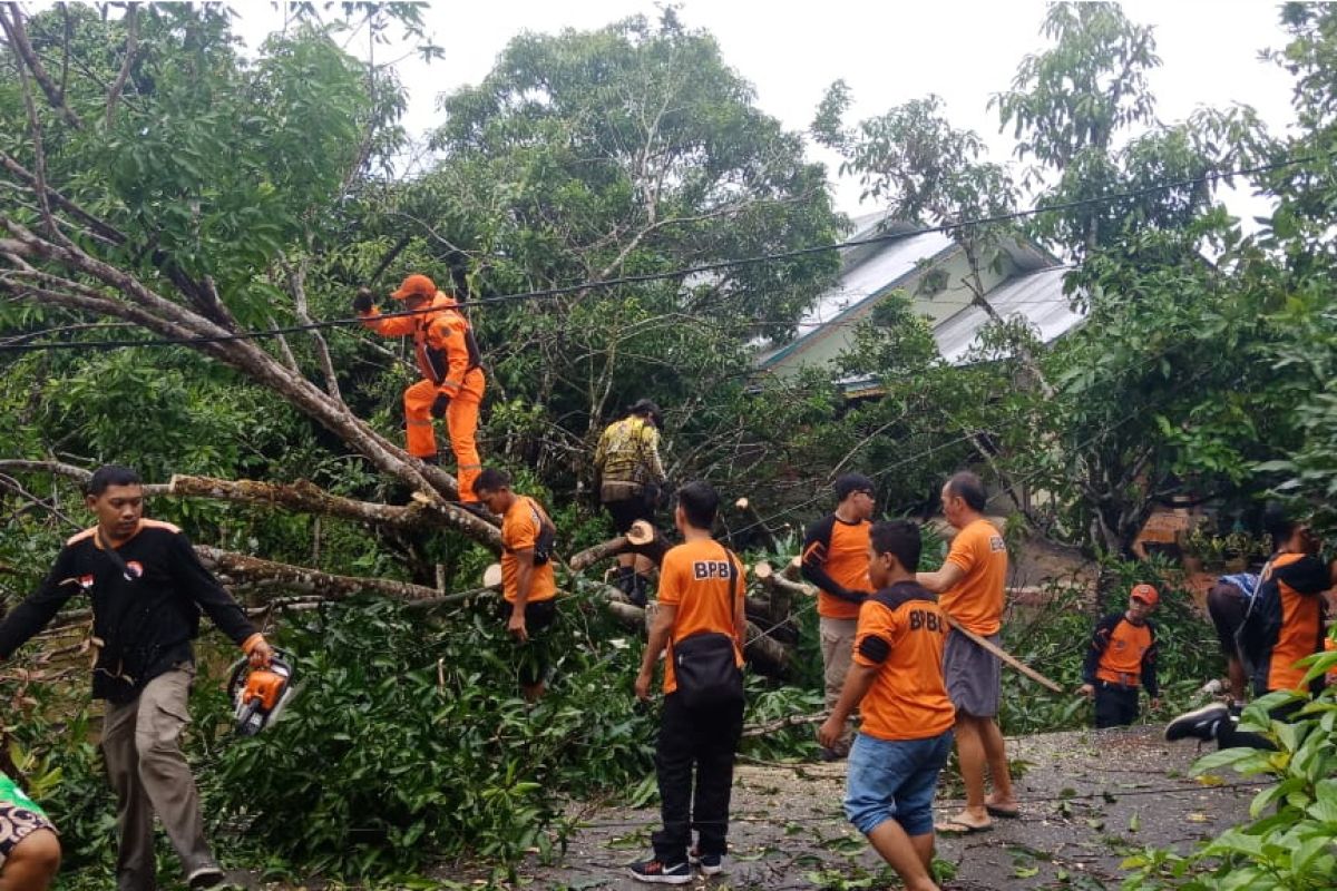 Angin kencang tumbangkan pohon besar di Putussibau