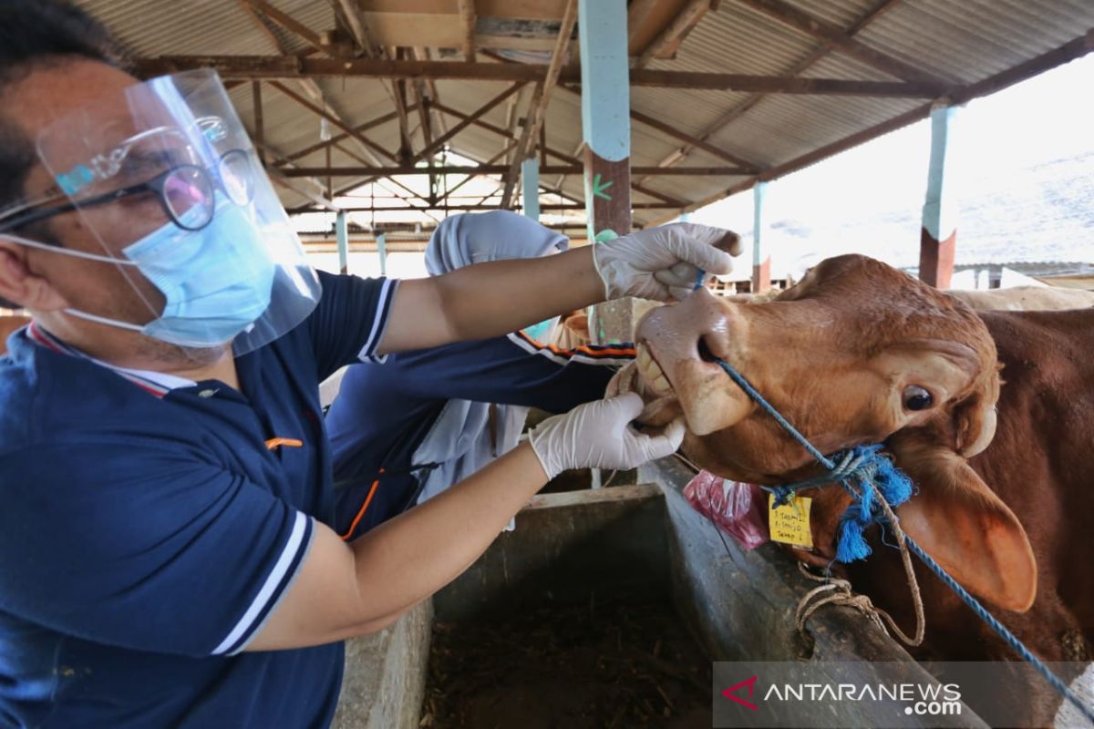 Pemkot Batam pastikan hewan kurban layak potong