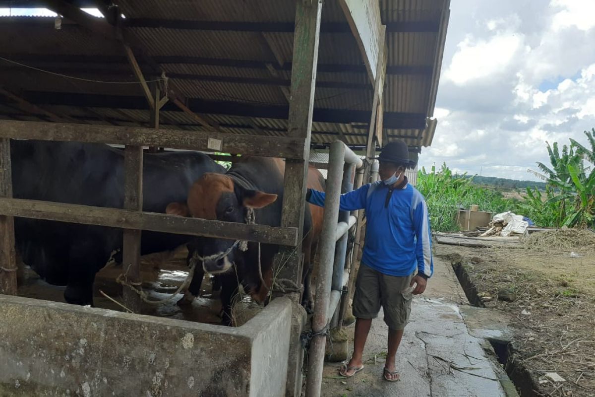 "Gundul"  nama sapi kurban dari Presiden untuk Kepri