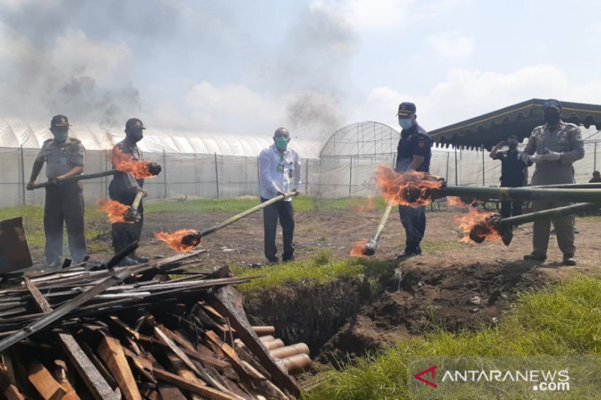 Cegah hama penyakit, Kementan musnahkan benih sawi asal Korsel