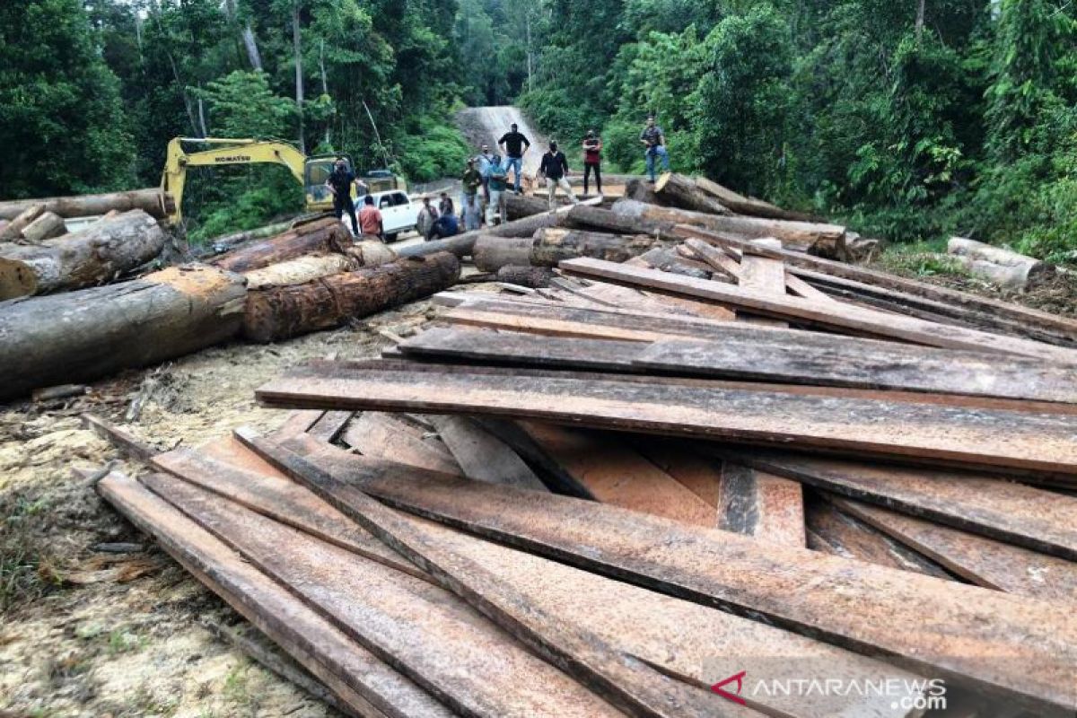 Polisi tangkap pembalak liar hutan di Aceh Jaya