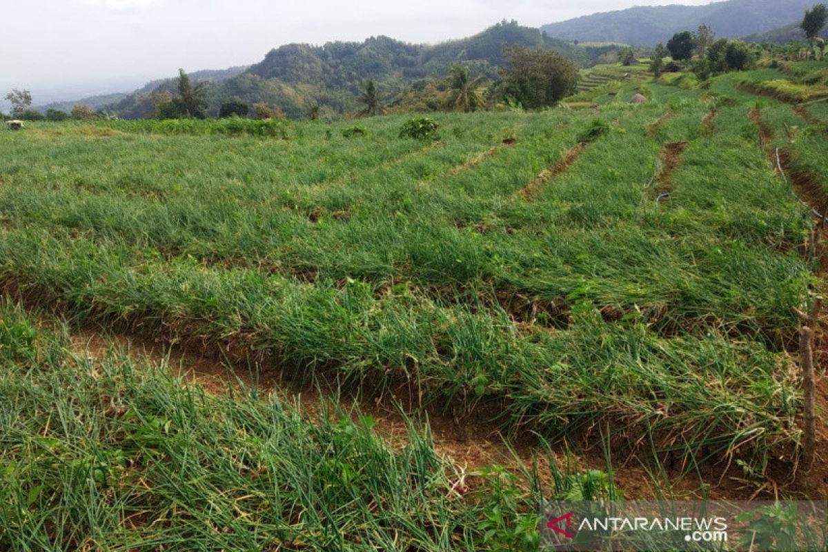 Bantul memperluas tanaman bawang merah 25 hektare di Nawungan
