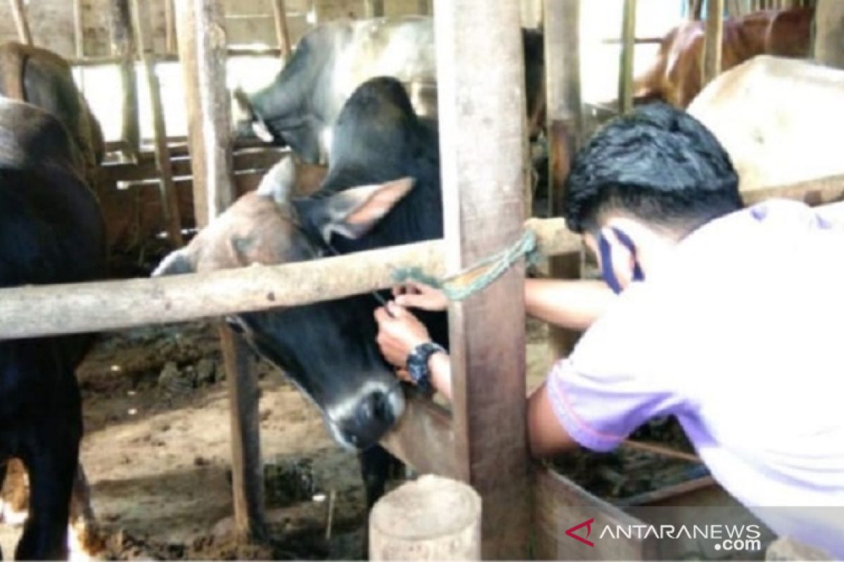 Padang Panjang periksa kesehatan hewan di 104 titik penyelenggaraan kurban