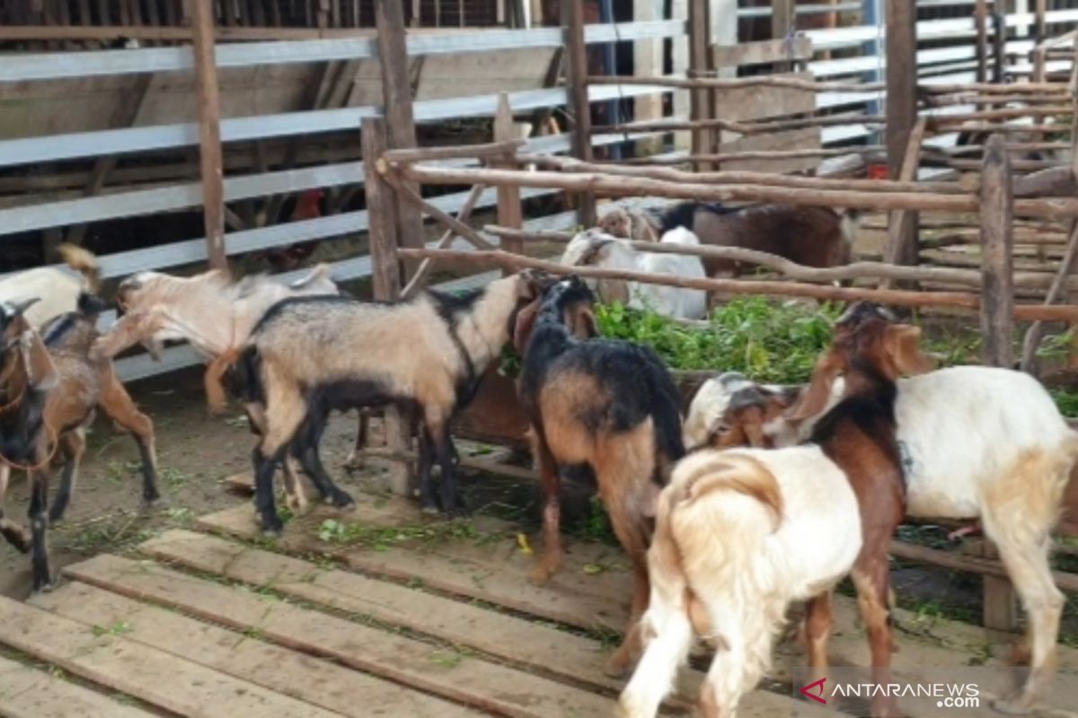 Hampir separuh kambing di sentra kurban Palembang  belum penuhi syarat