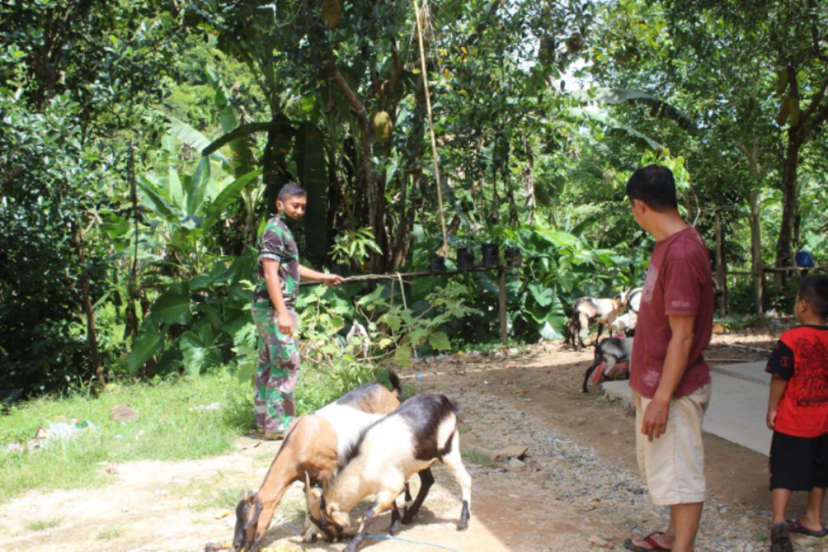 Anggota TMMD 108 Kodim 1203/Ktp belajar ternak kambing