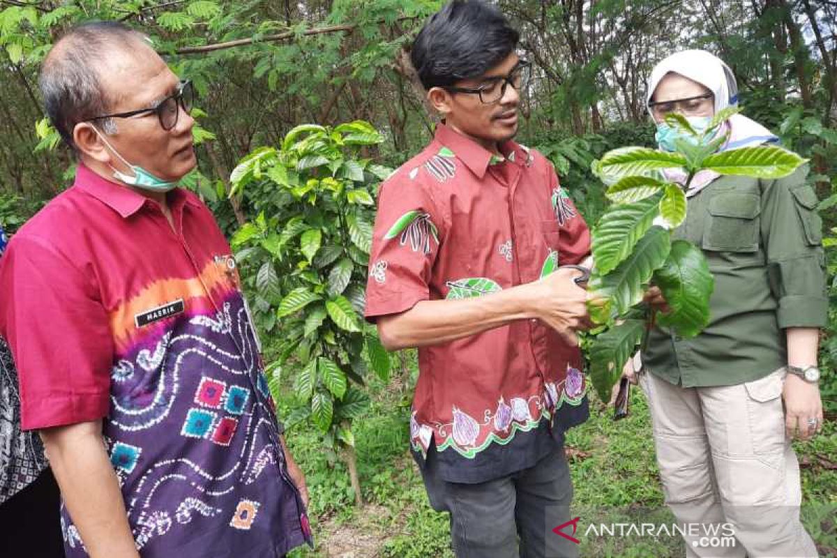 Dinas Pertanian Temanggung kembangkan kebun sumber entres kopi robusta