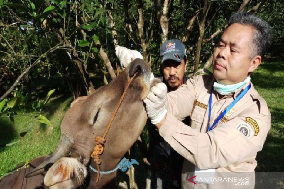 Jelang Idul Adha, Karantina Sultra perketak pengawasan hewan ternak