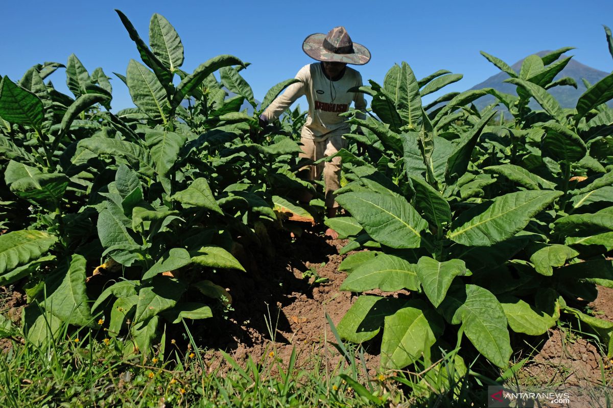 APTI minta pemerintah kaji ulang kebijakan yang sengsarakan petani tembakau