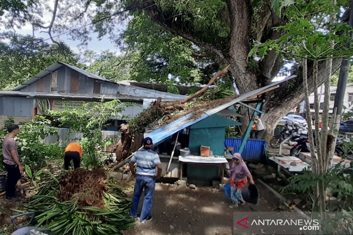 Angin kencang landa Sabang, satu warung warga tertimpa pohon