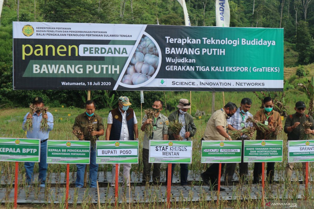 Kementan dorong Napu di Sulteng  jadi sentra produksi bawang putih