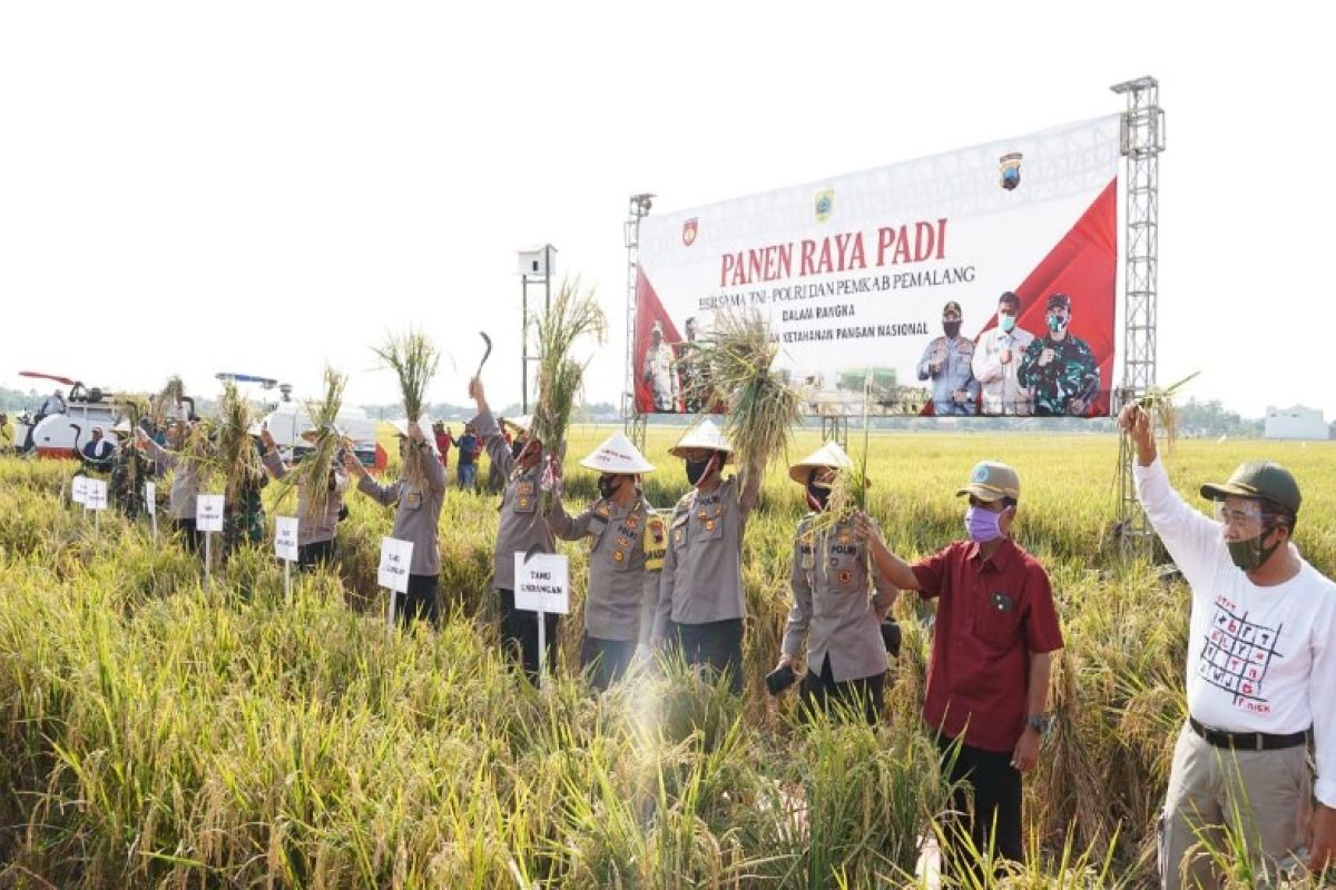 Kapolda Jateng lakukan panen raya padi di Pemalang