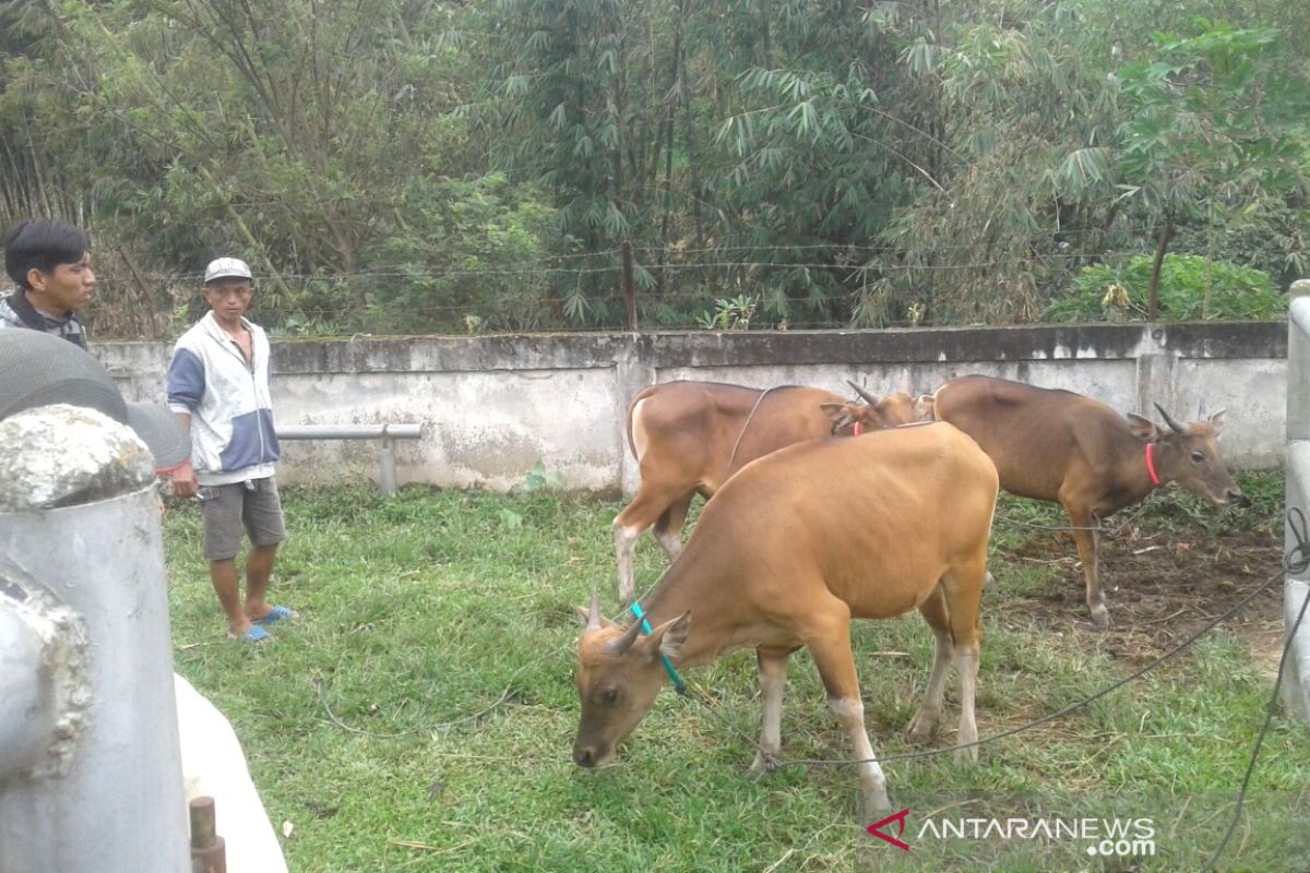 Penjualan hewan kurban di Rejang Lebong turun hingga 50 persen