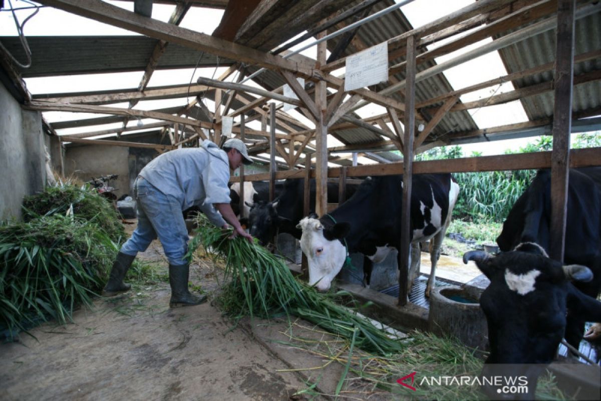 Kandang sapi peternak direnovasi tingkatkan produktivitas susu