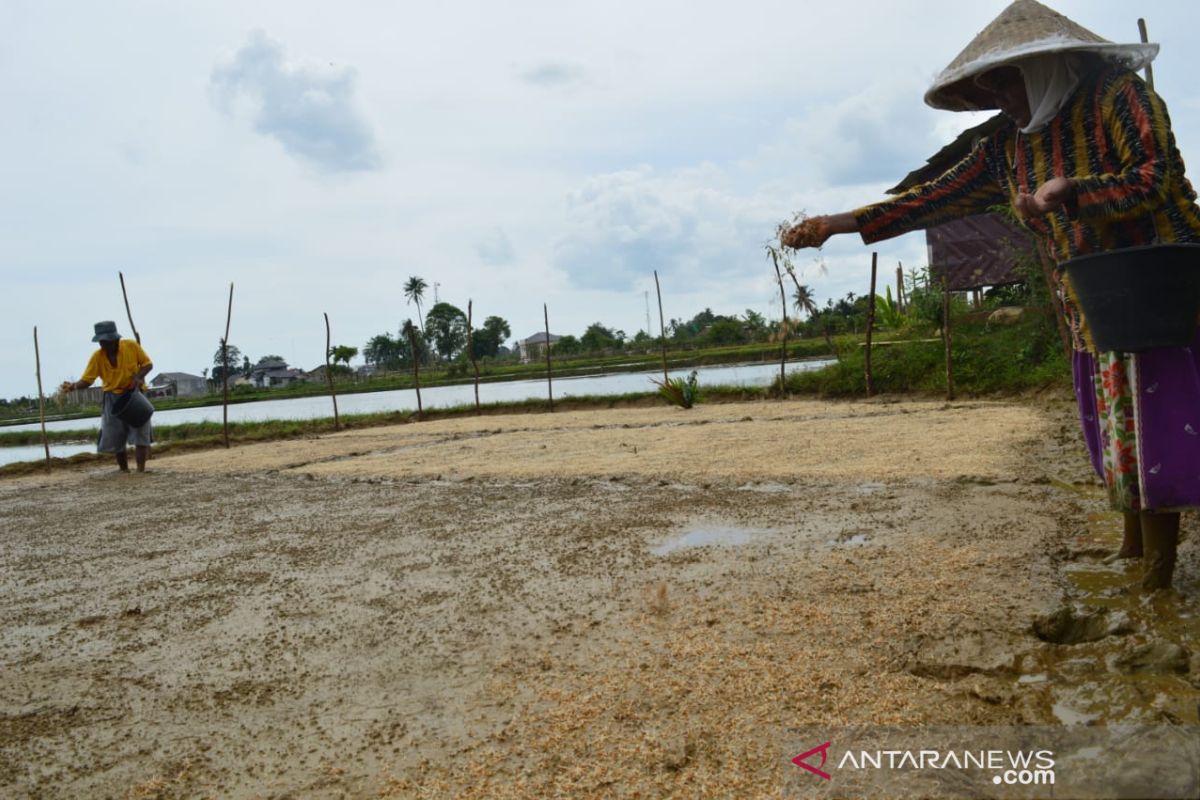 Pemkab Abdya siapkan ratusan ton benih padi unggul gratis untuk petani