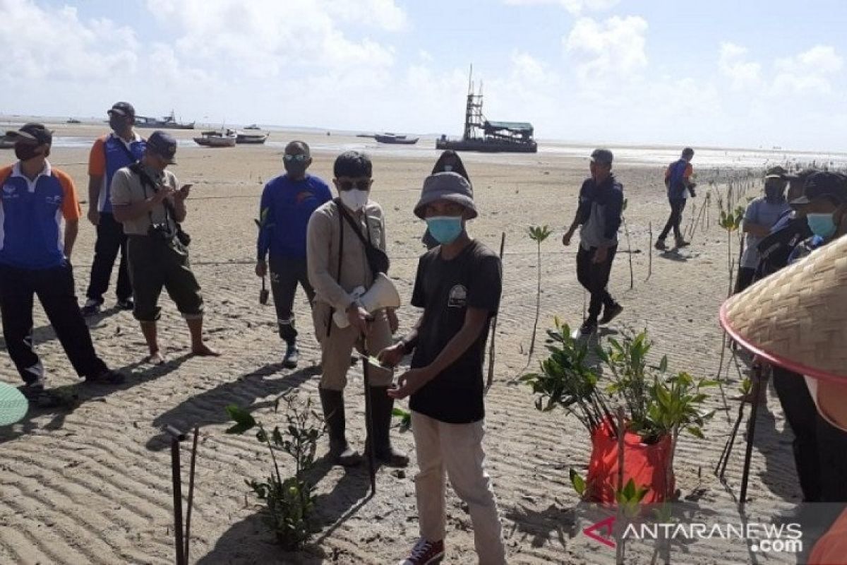 Pemprov Bangka Belitung tanam 5.000 bibit bakau di Pantai Bhaskara Bhakti