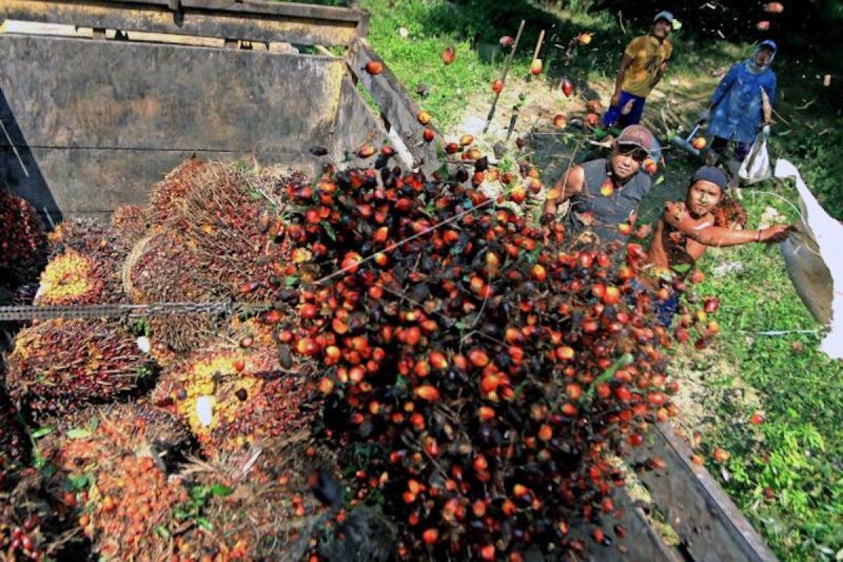 Harga sawit di Sumatera Selatan berangsur naik didorong permintaan ekspor