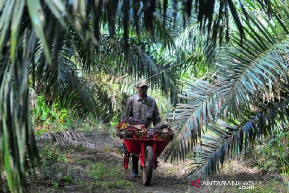 Harga CPO di Jambi naik Rp117 per kilogram