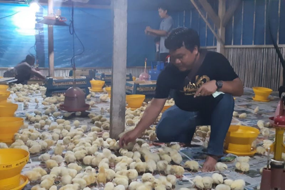 Peternak Lampung keluhkan harga ayam pedaging dan broiler yang anjlok