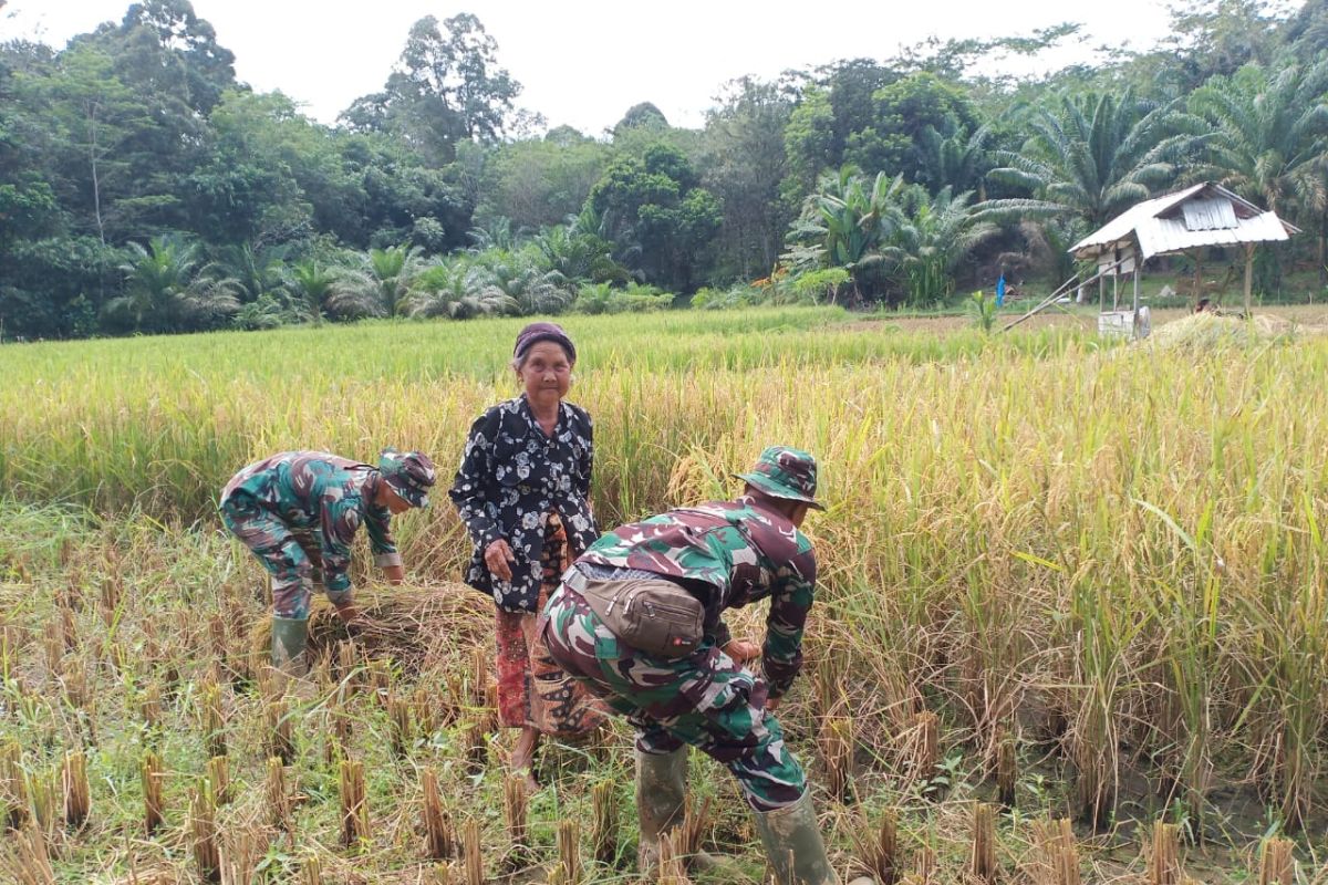 Satgas TMMD 108 turut bantu warga panen Padi