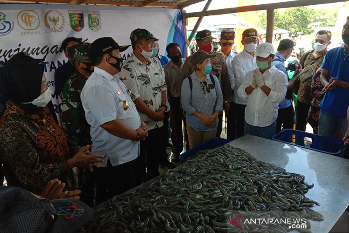 Menteri Edhy minta budi daya udang di Lampung Timur dikelola intensif