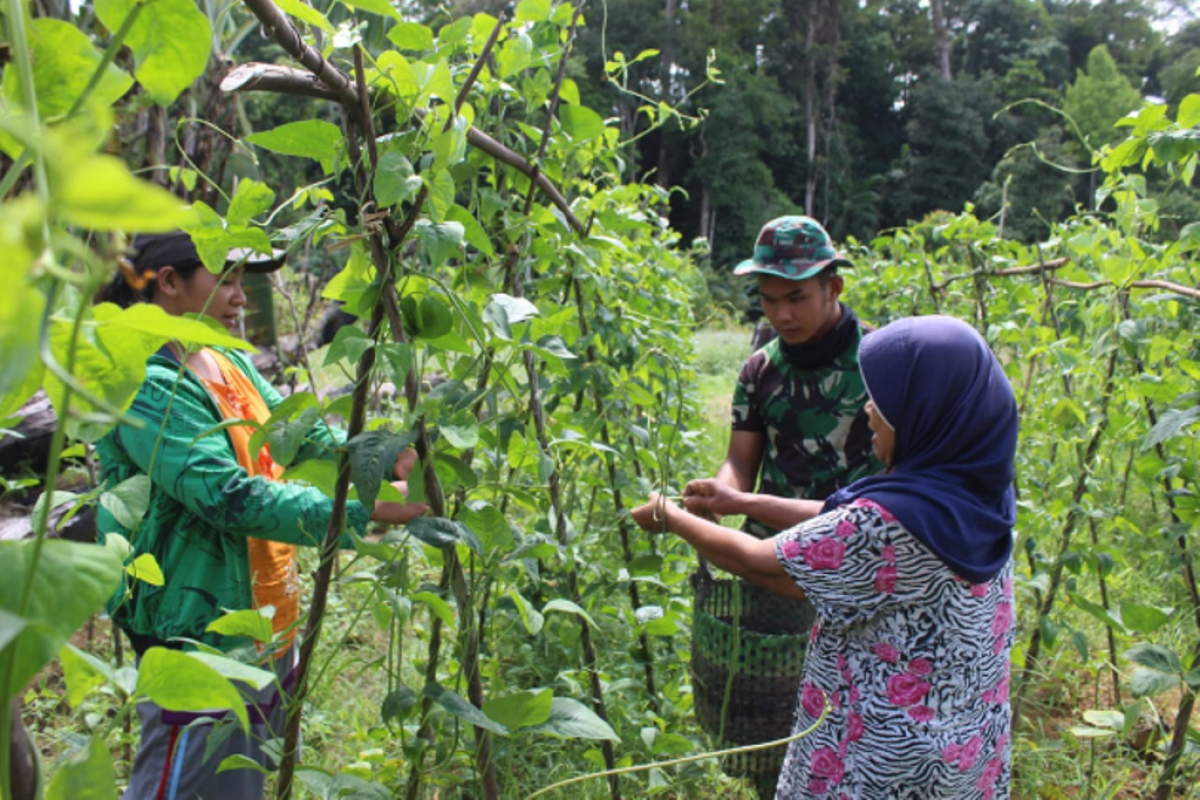 Satgas TMMD bantu warga petik sayur kacang panjang