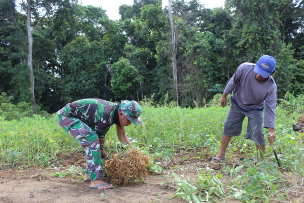 Satgas TMMD bantu warga panen kacang tanah