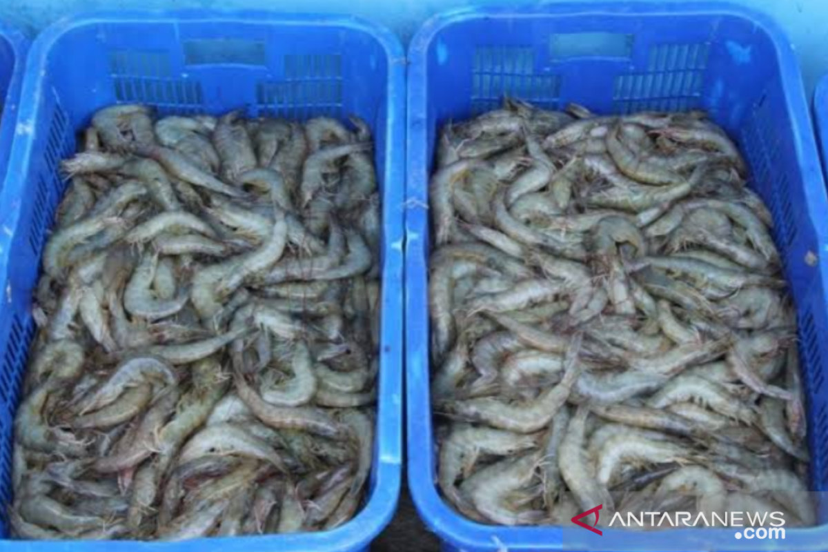 Hipmikindo jembatani masalah harga udang windu yang anjlok