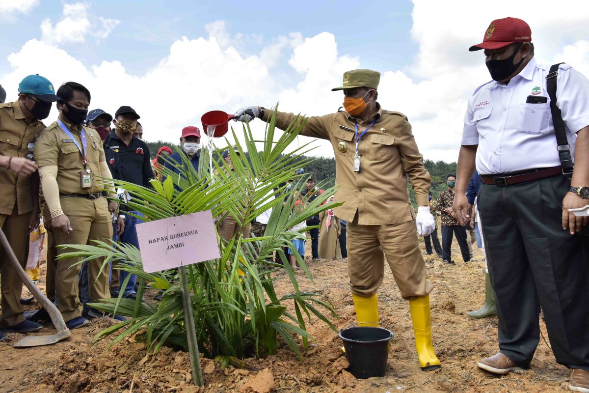 Pemprov Jambi dorong ekonomi kerakyatan melalui peremajaan sawit rakyat