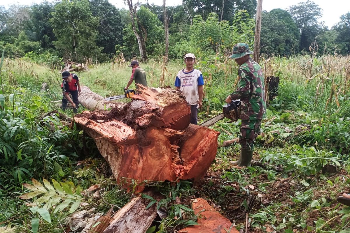 Anggota TMMD bantu warga potong pohon tumbang
