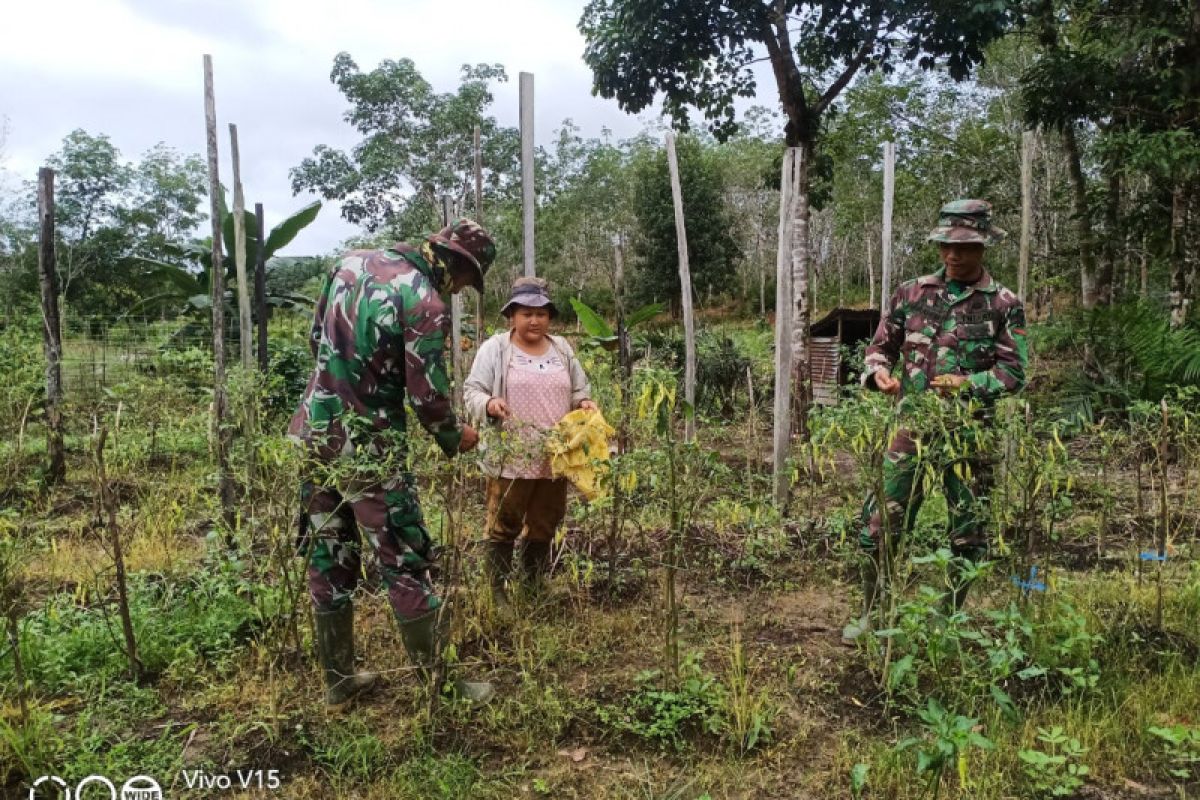 Satgas TMMD bantu warga panen cabai di ladang