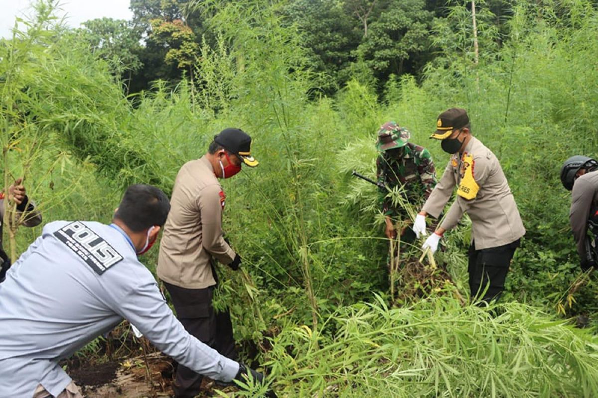 Polda Aceh musnahkan 10 hektare ladang ganja di Aceh Besar