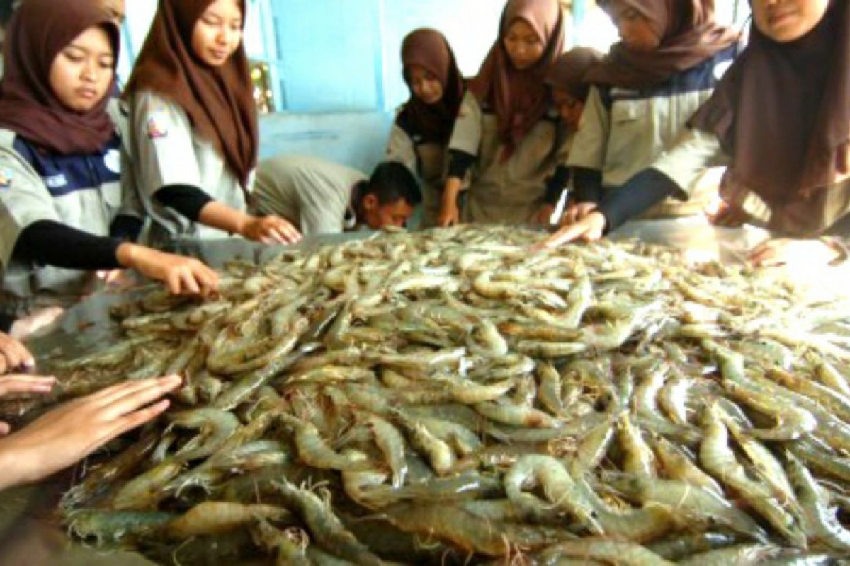 Menteri KP: Indonesia berpeluang rebut pasar udang dunia