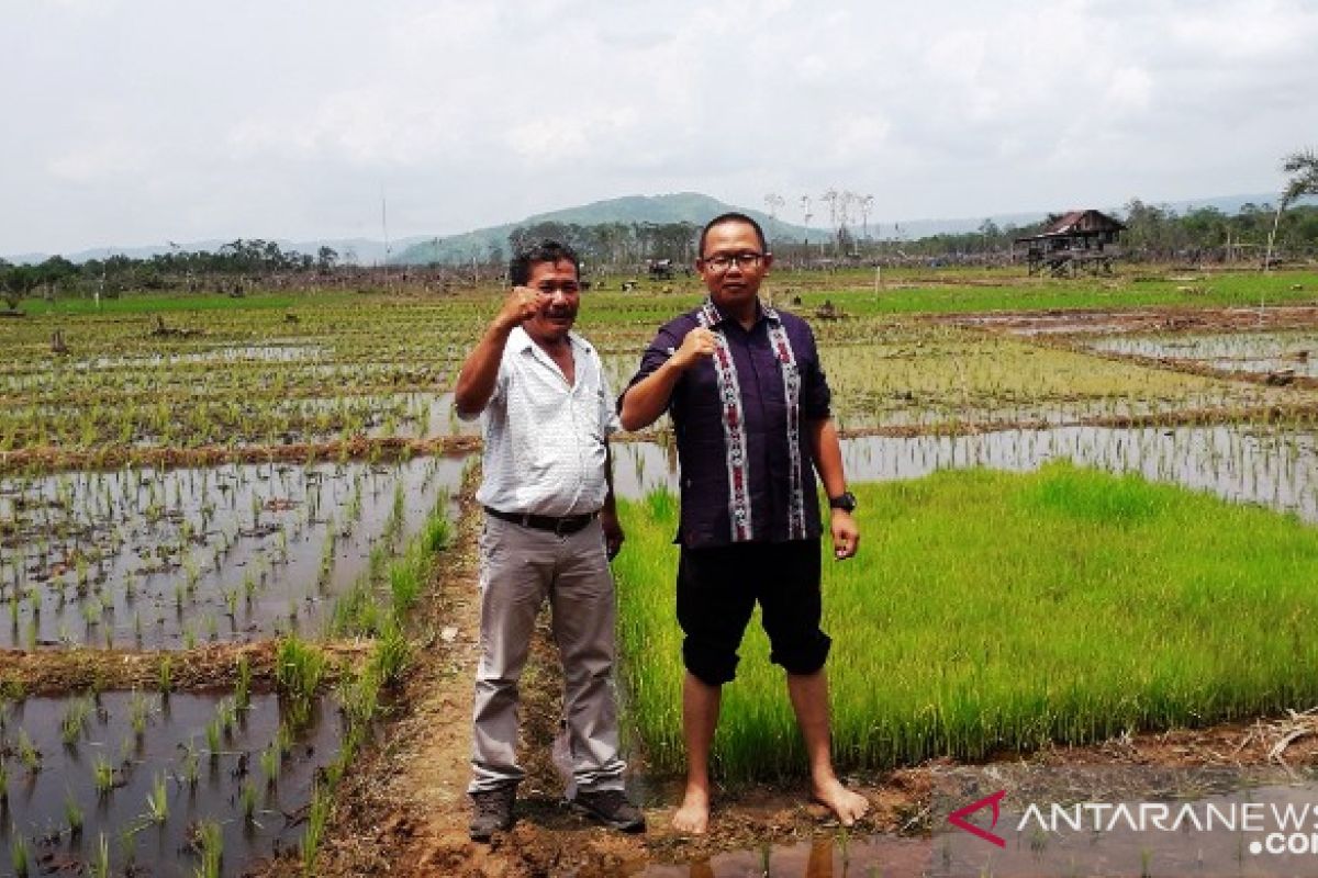 Petani Tapsel bergairah garap lahannya setelah ganti sawit ke padi