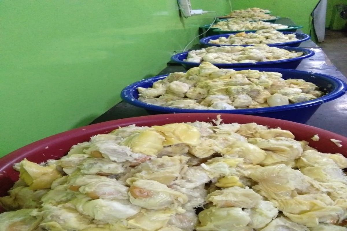 Ekspor durian beku Sumut ke Tiongkok dan Malaysia meningkat