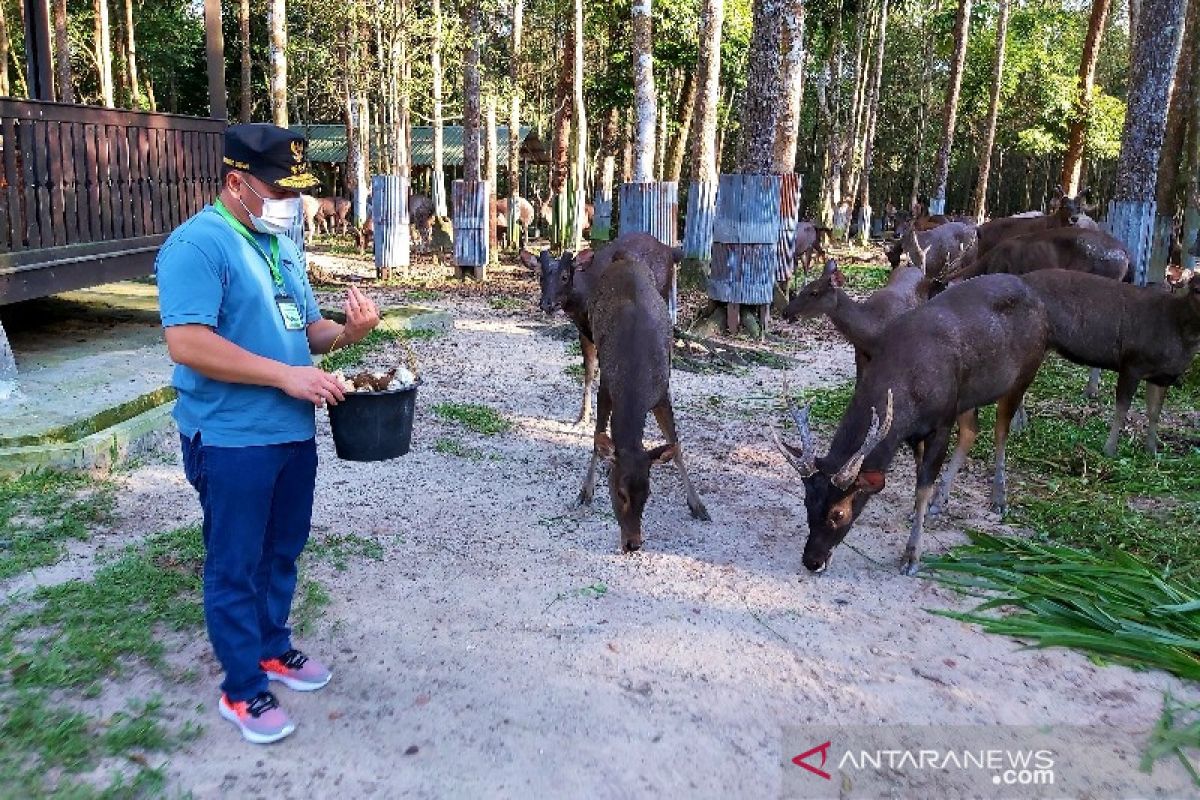 Gubernur Sugianto Sabran dukung pelestarian rusa di Kalimantan Tengah