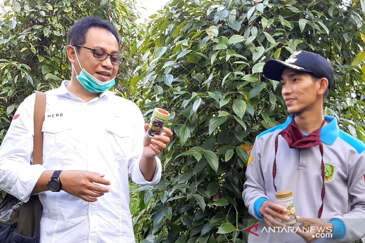 Produksi lada Bubuk Batu Layar cara petani Sendoyan tingkatkan nilai tambah