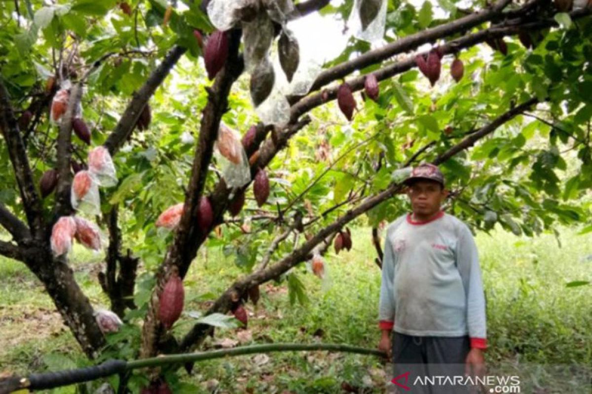 Yayasan WVI latih petani di Parigi Moutong  cegah hama kakao