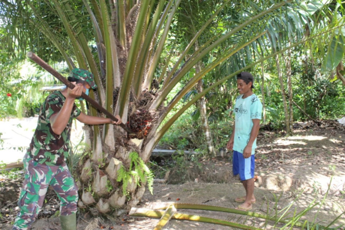 Personel TMMD 108 belajar panen buah kelapa sawit