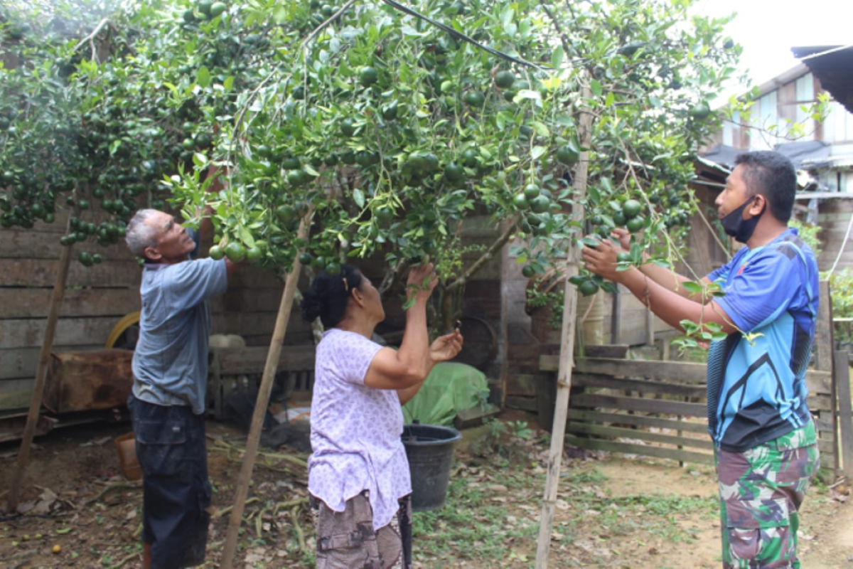 Praka Senal bantu warga petik buah jeruk