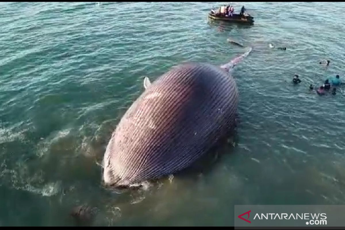 Bangkai paus biru yang terdampar di Kupang diperiksa sebelum dikubur