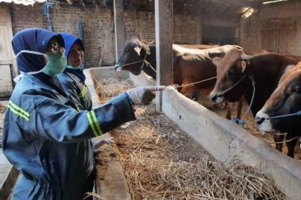 Pandemi COVID-19, kebutuhan hewan kurban di Madiun diperkirakan tetap meningkat