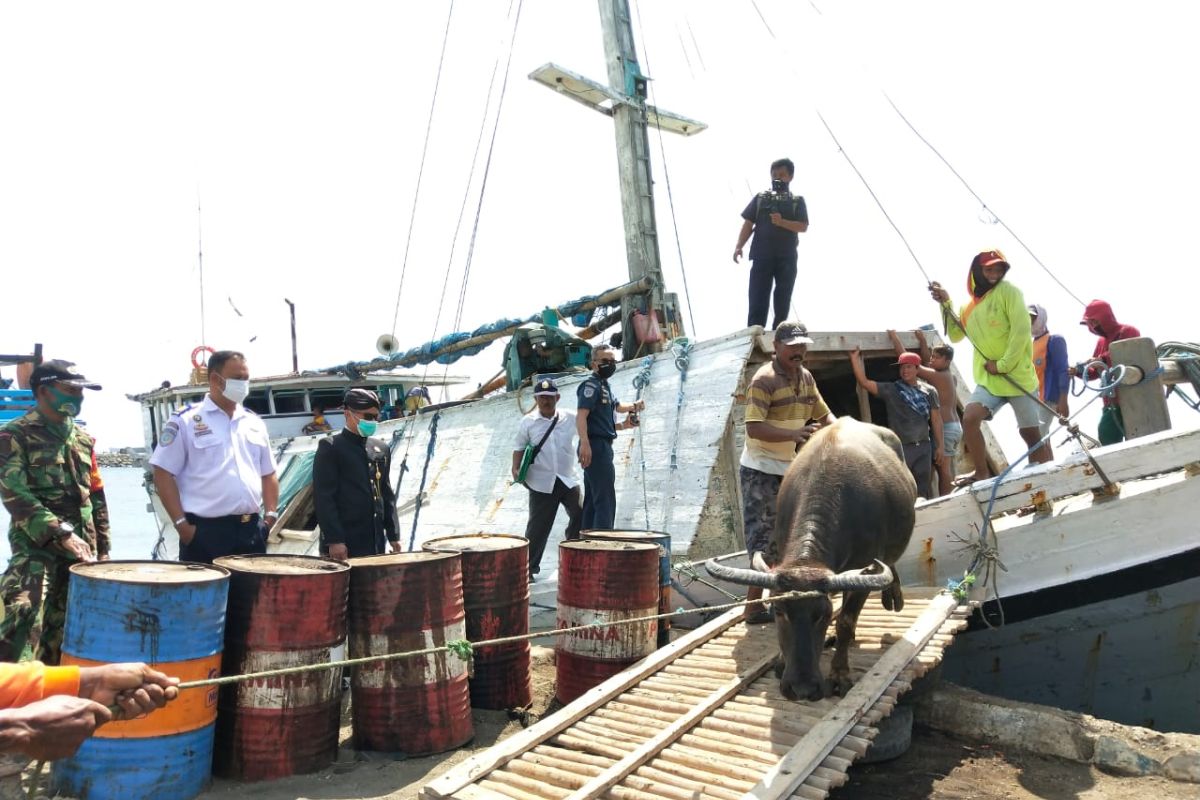 Jelang Idul Adha, petugas Kesyahbandaran Situbondo awasi aktivitas bongkar muat sapi