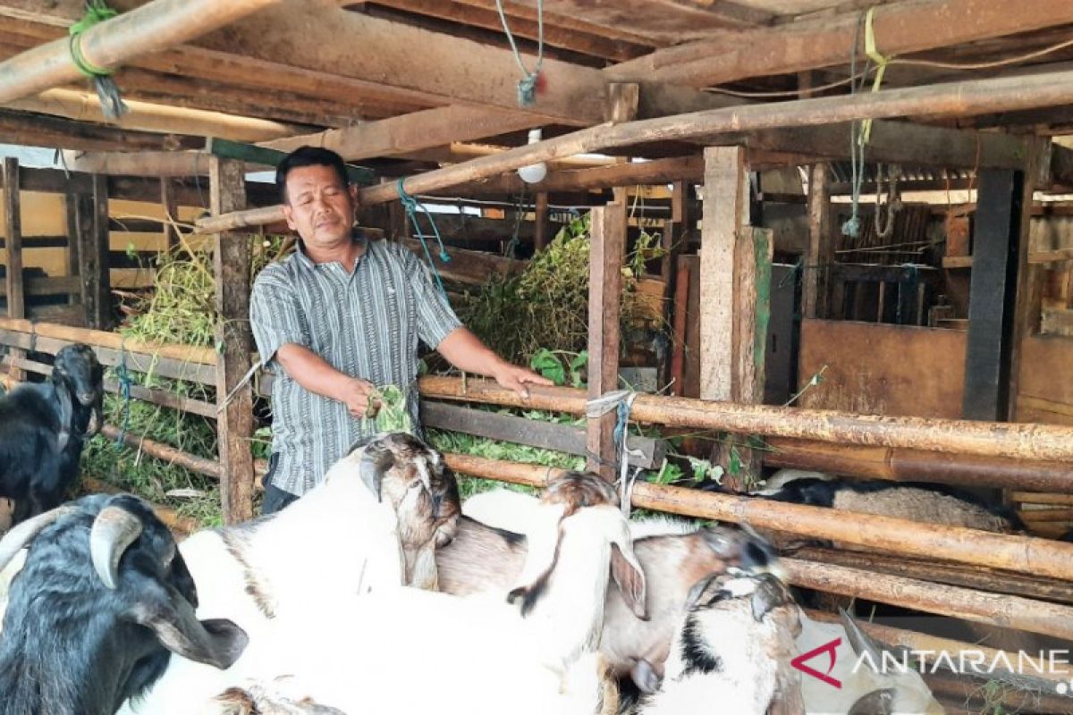 Kota Pekanbaru butuh 10.821 ekor hewan kurban