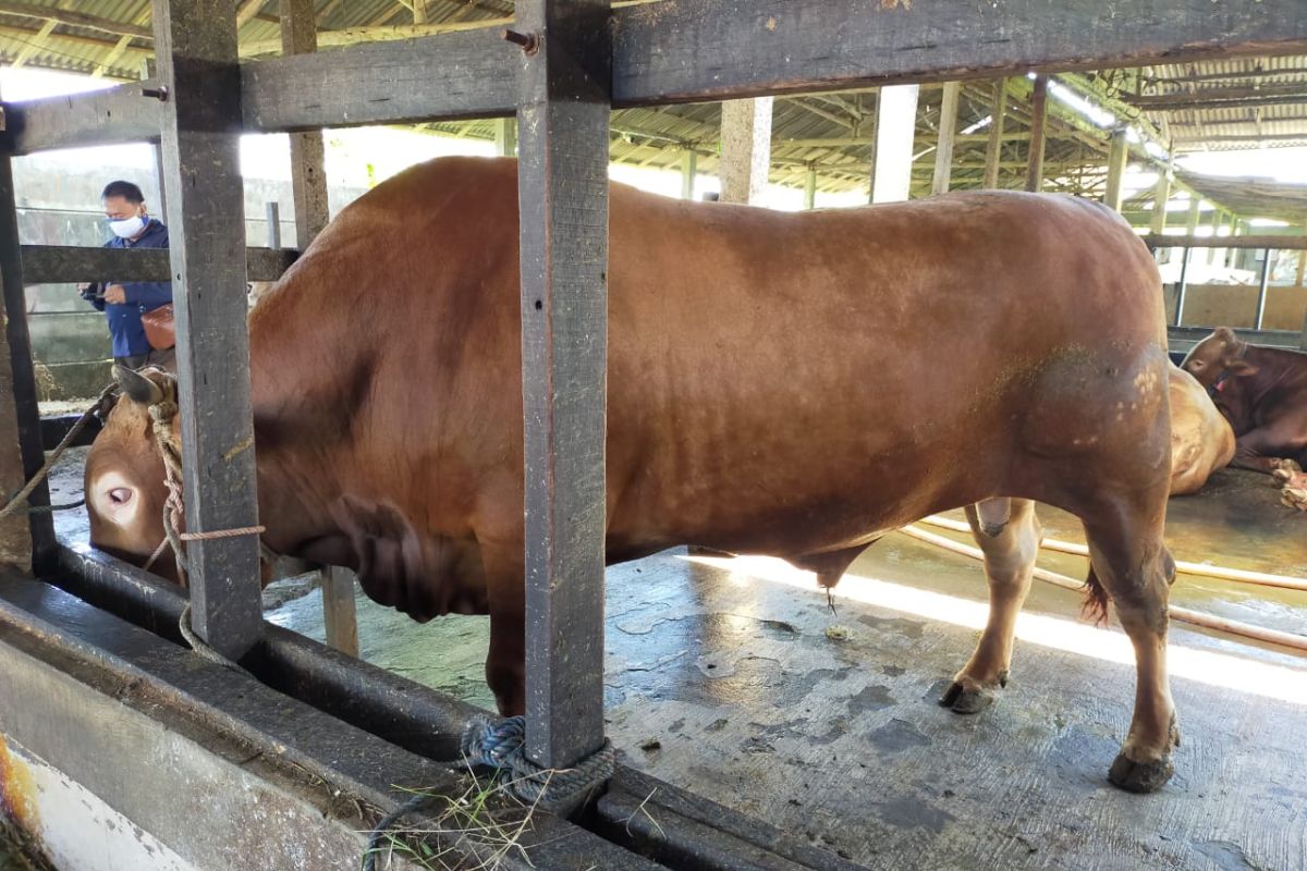 Sapi kurban 1 ton bantuan presiden sehat