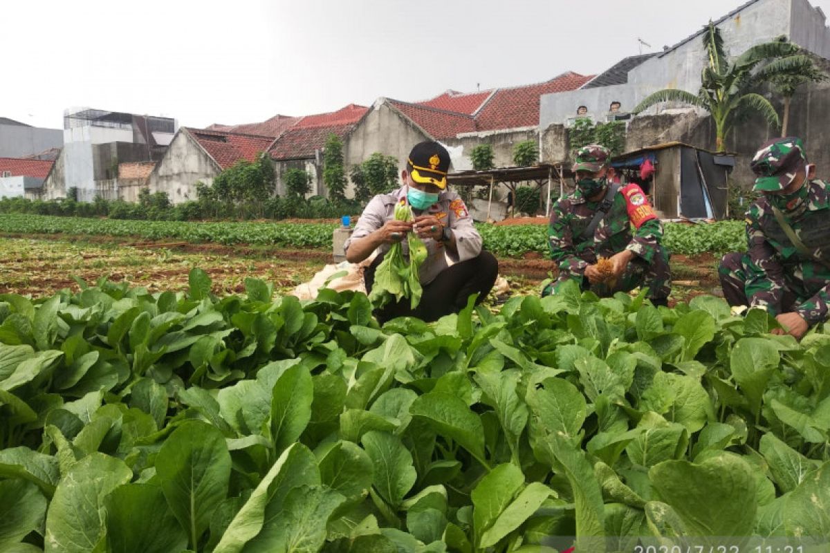 Polisi Manfaatkan Lahan Kosong Cengkareng Jadi Kebun Sayur Antara News