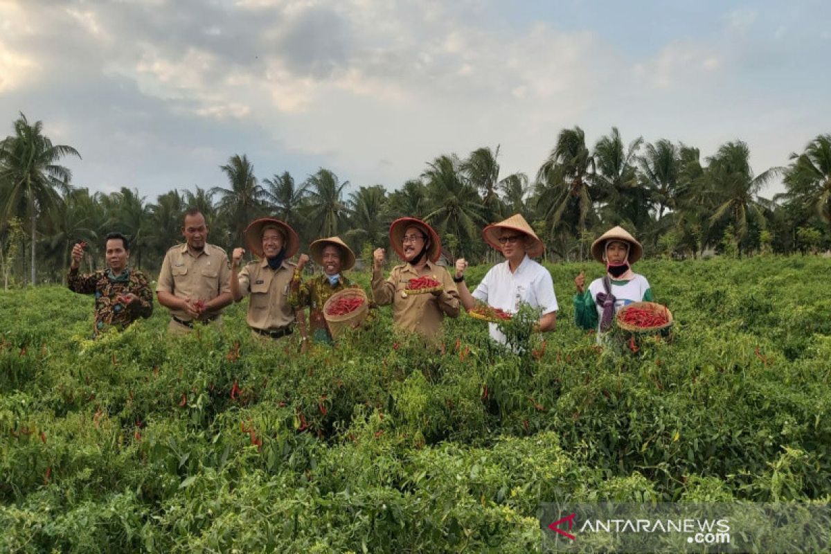 Kulon Progo dorong petani tingkatkan produksi cabai