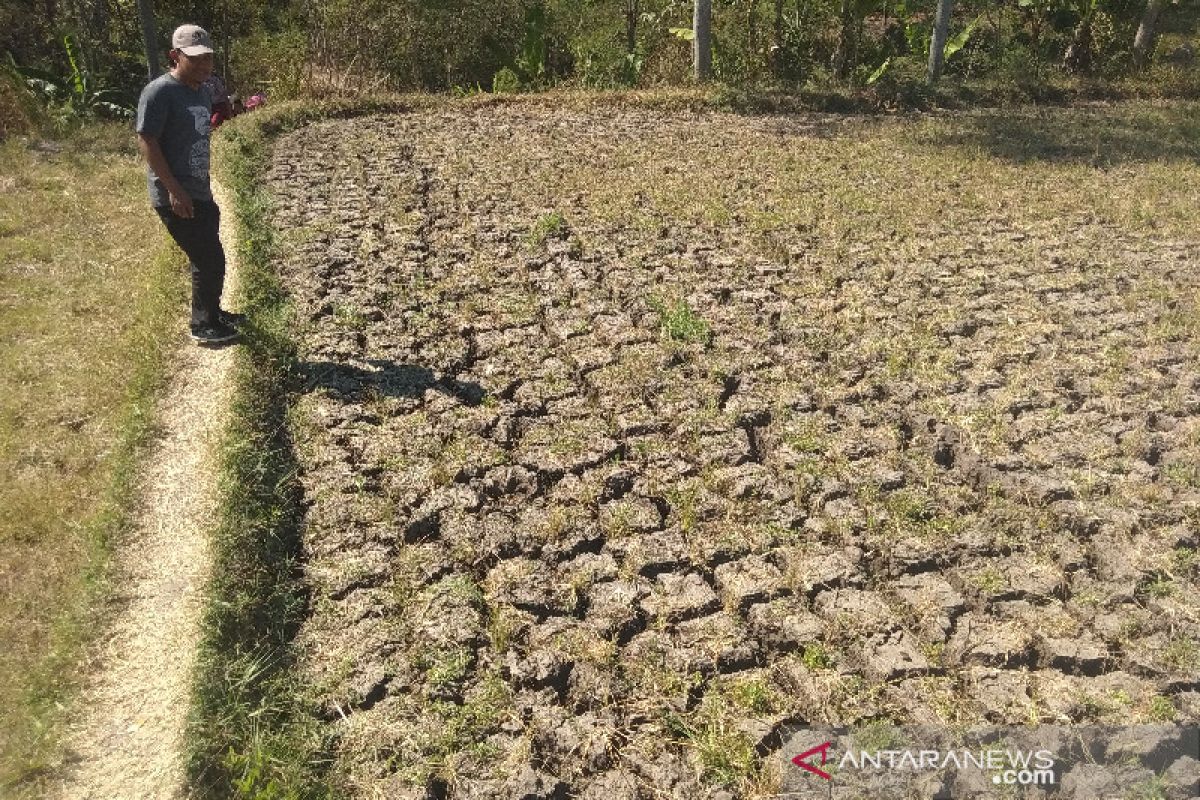 Pakar Unsoed: Mitigasi kekeringan perlu jadi prioritas